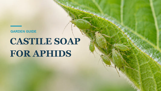 Green aphids clustered beneath a leaf, illustrating the castile soap for aphids garden guide